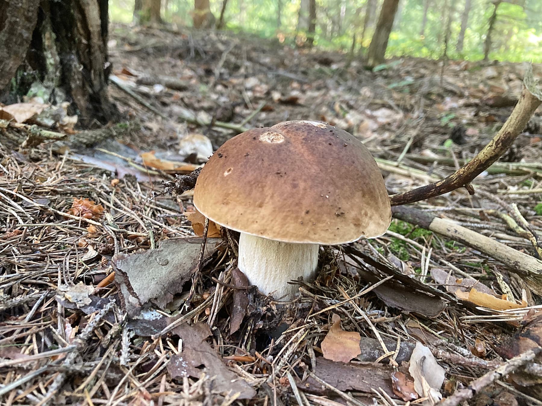 Possible Boletus edulis jove amb barret bru i peu clar sobre la fullaraca del bosc