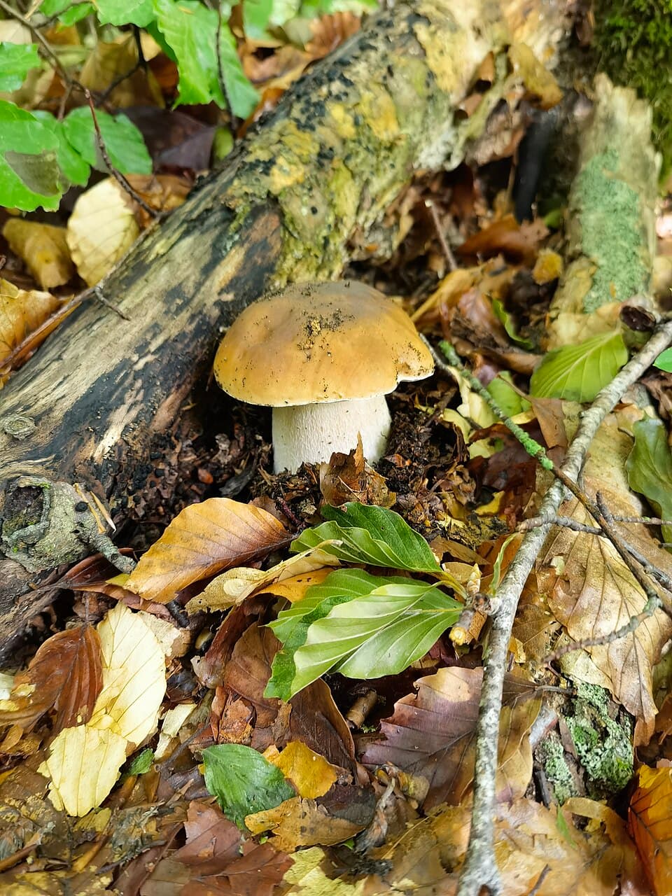 Exemplar de Boletus edulis en un bosc mixt de muntanya.