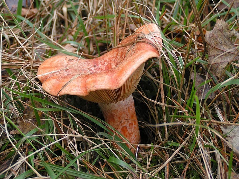 Exemplars taronja de Lactarius deliciosus al bosc.